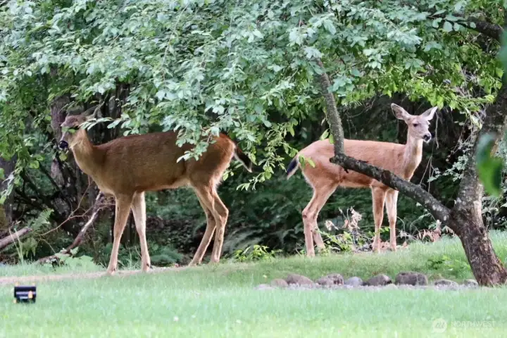 How peaceful is this: a deer family visits the back yard! --Beautiful!