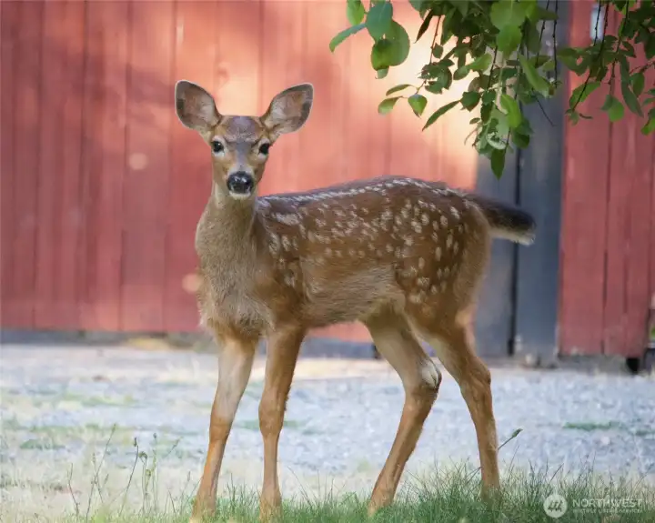 Visiting Fawn :) :)