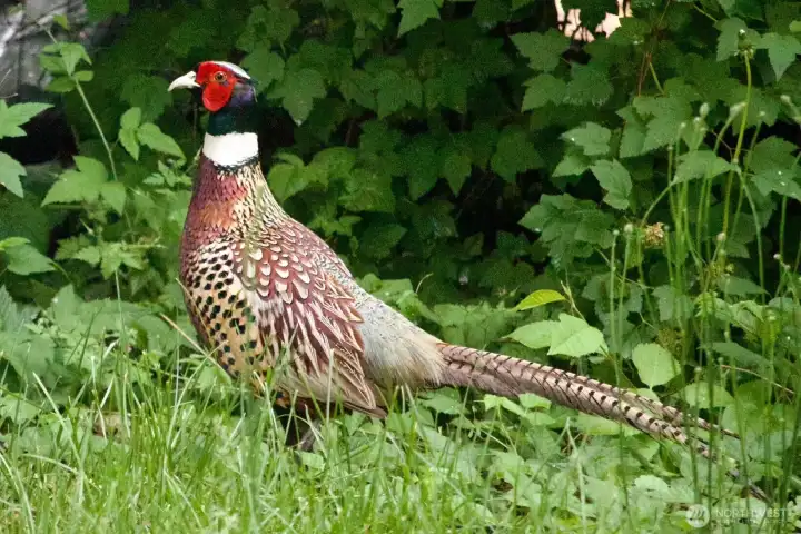 A beautiful pheasant stops in your back yard for a visit!  How cool is that???!!