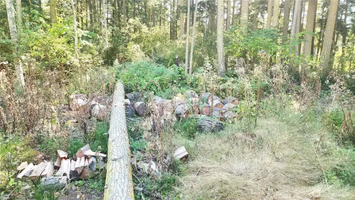 Plenty of firewood