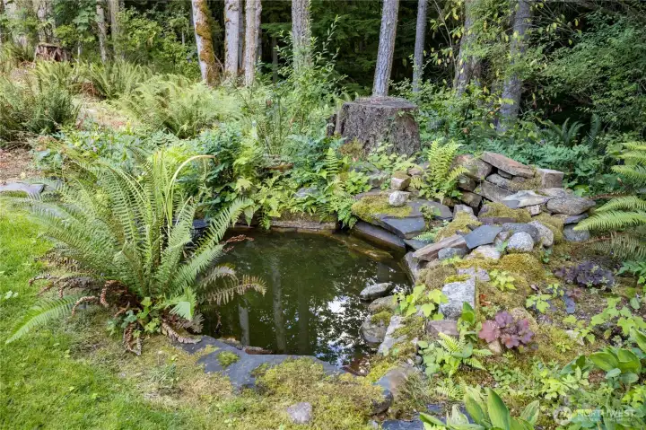 Serene pond in the back yard