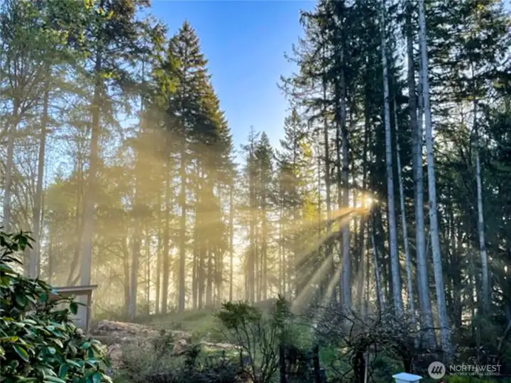Wake up to serene sunrises with warm light filtering through the forest