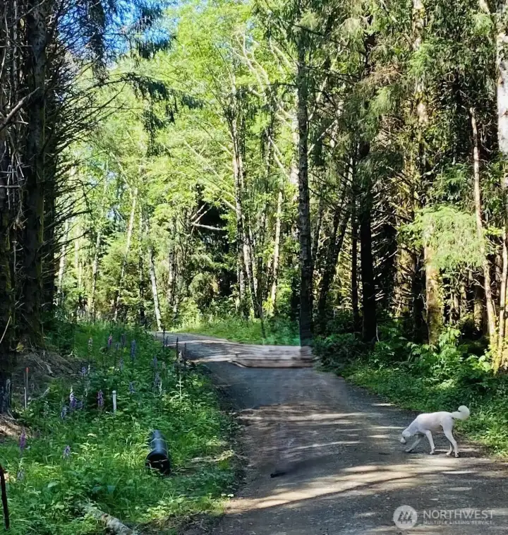 Road runs through property with @ 1.5 acres of relatively level building site to the west.  Property slopes down to the east to area with some old growth