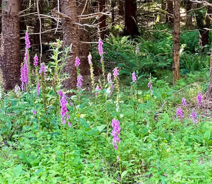 Wild flowers on good building site.