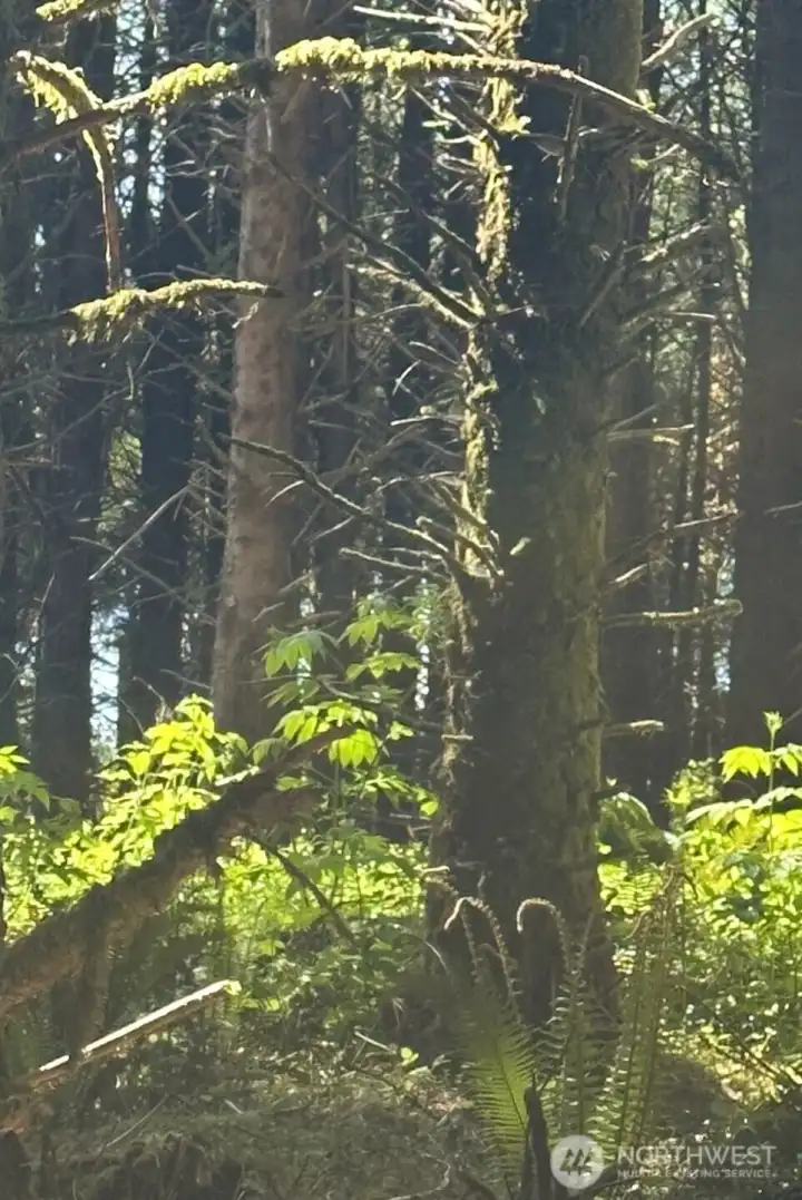 The light coming through the trees is lovely