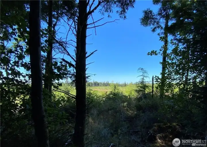 Looking into adjacent cleared lot from west edge of property.