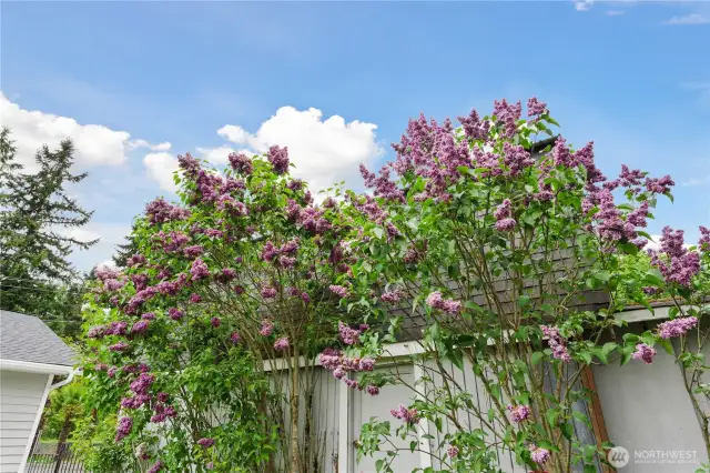 Gorgeous Lilacs!
