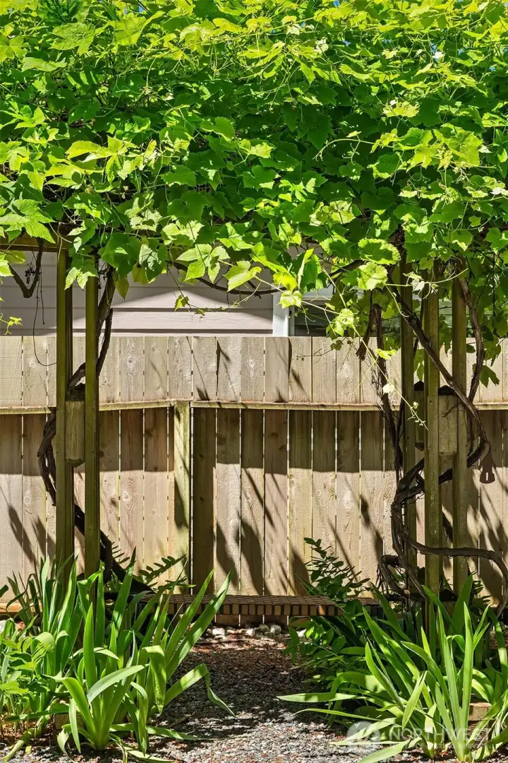 Pergola with Grapevine