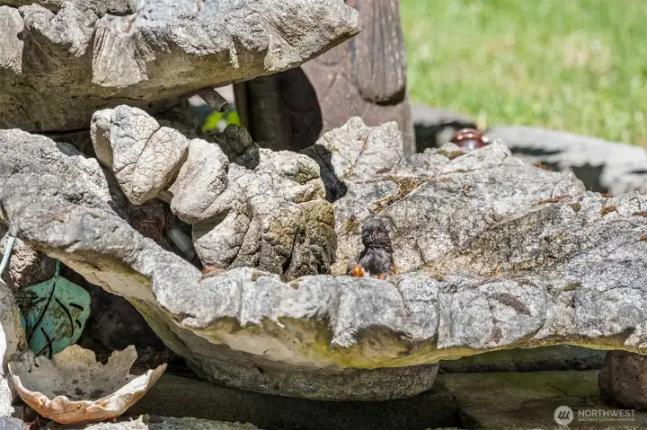 A Bird Bathing in Fountain
