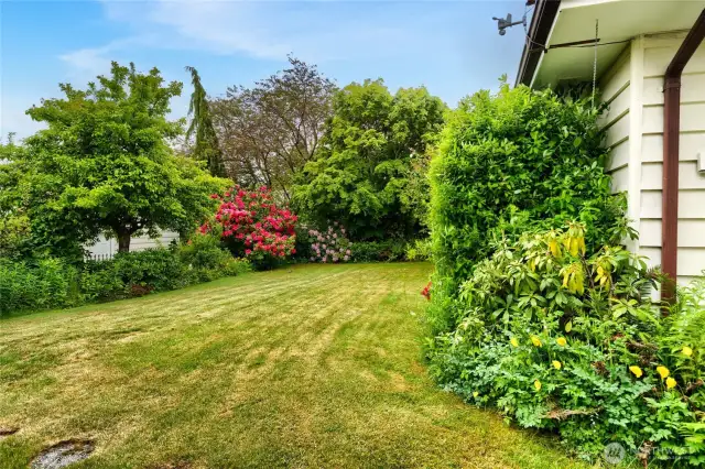 fully fenced back yard, with lovely plants surrounding a perfect lawn area for entertaining or just private relaxation.
