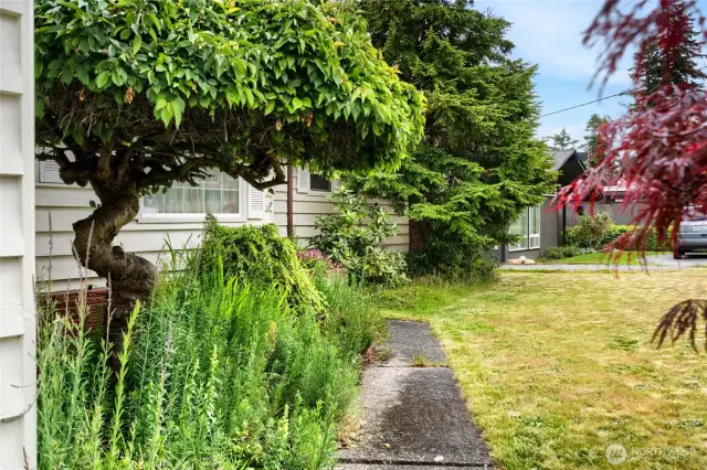 very little tlc would bring life to this yard