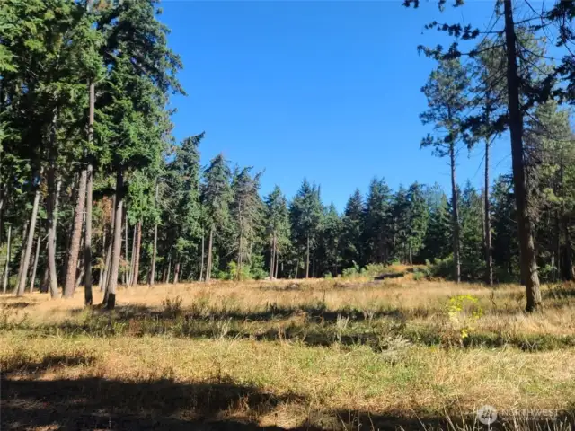 Plenty of open fields for grazing your horses or running your machines. Tons of potentially marketable timber on this property as well!