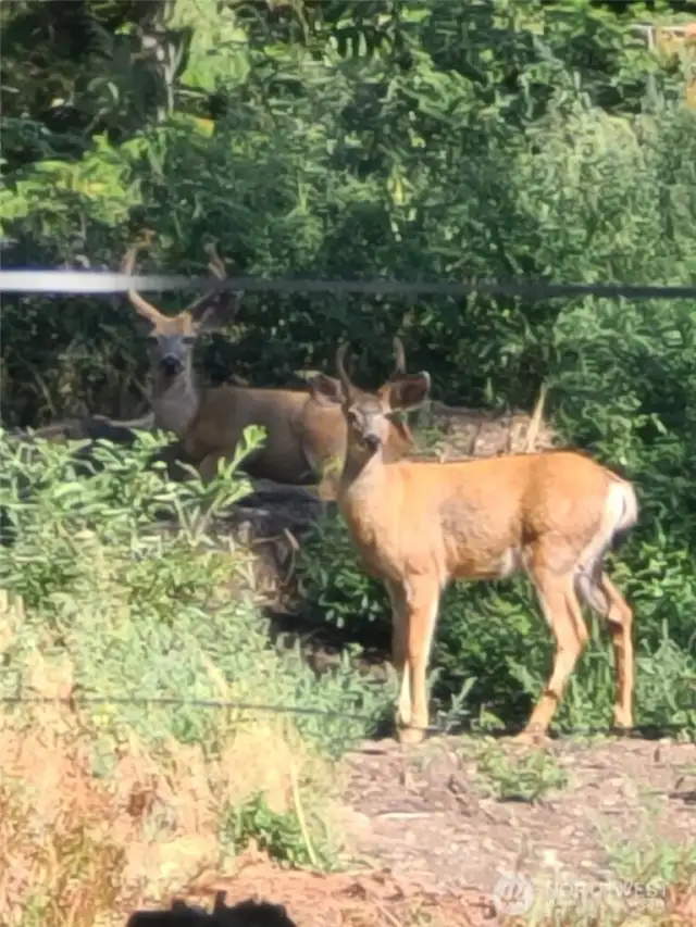Just a few neighbors hanging out on a sunny day