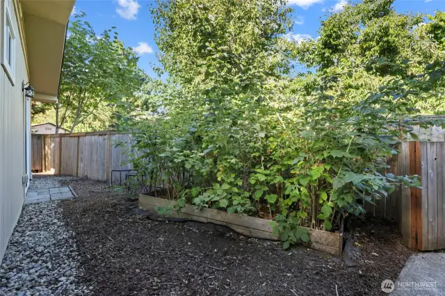 Berries love this area and provide an ample amount for your pleasure!