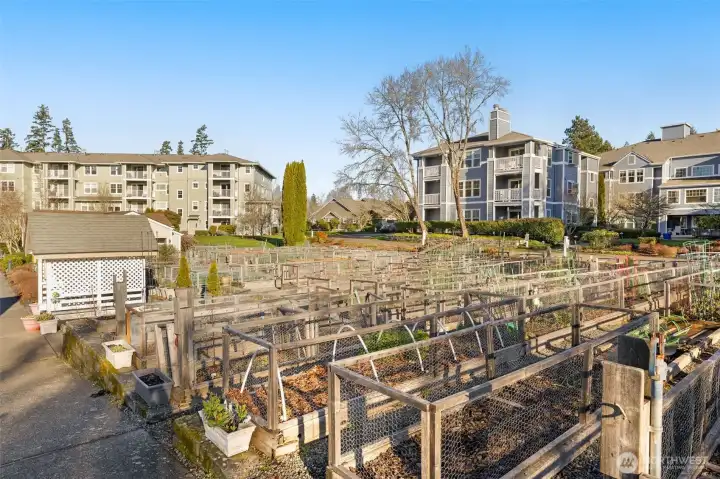 Pea patch for residents to use