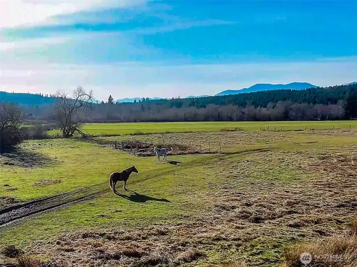 Olympic mountain views from the lower pasture. & plenty of room for you four legged friends to roam.