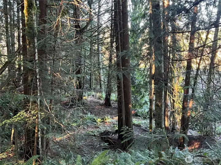 Some of the largest trees you've ever seen on private property.
