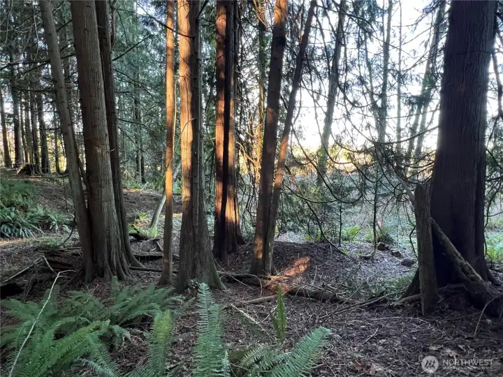 More legacy trees to enjoy.