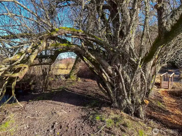 Cleared walkways for easy access throughout the property.