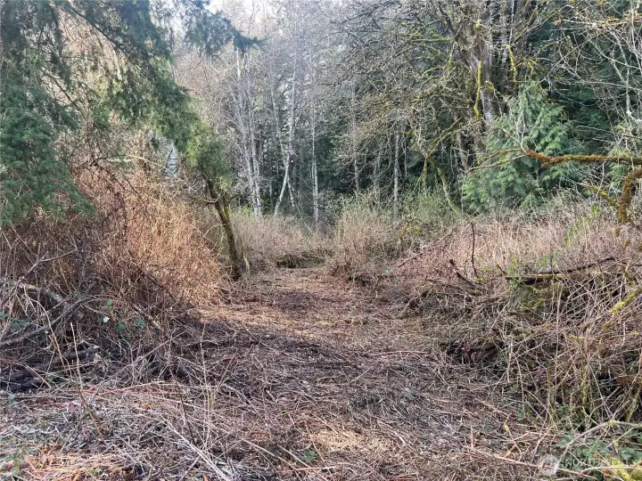 Area to place bridge across the creek  #1