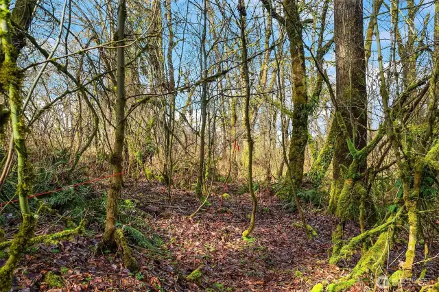 Nature abounds on this tranquil 6.44 acre property