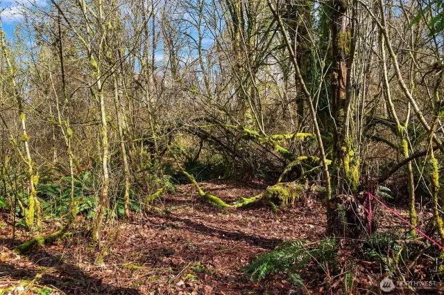 House site