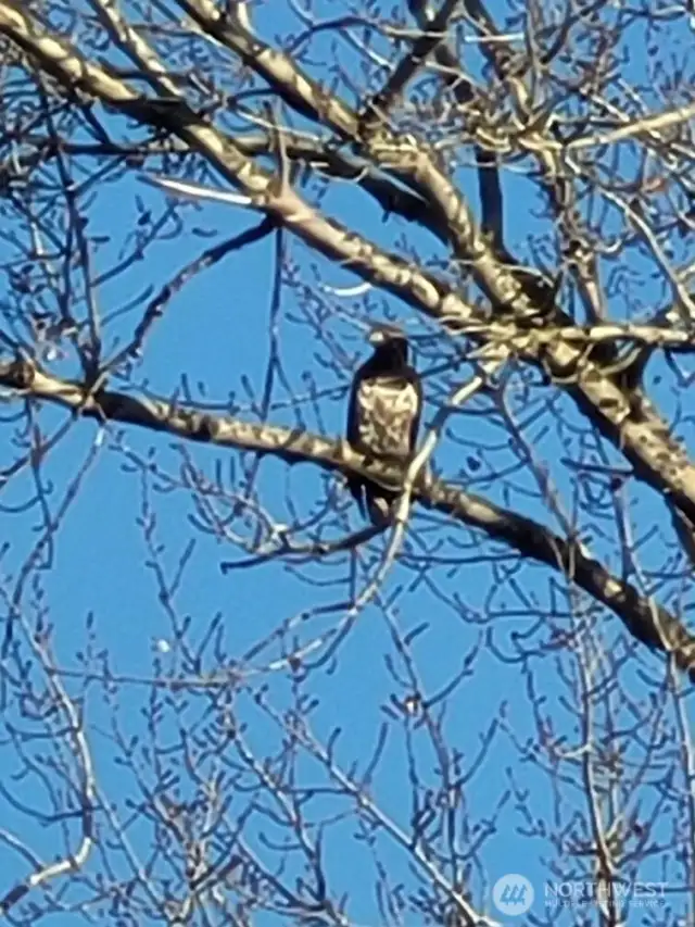 Nature visits often.