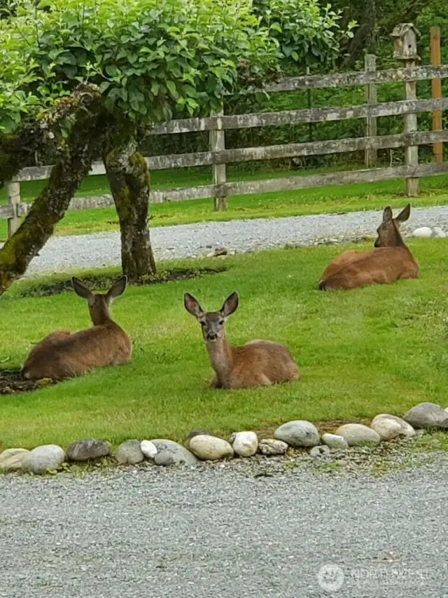 No hunting allowed.  This is a safe place for nature.