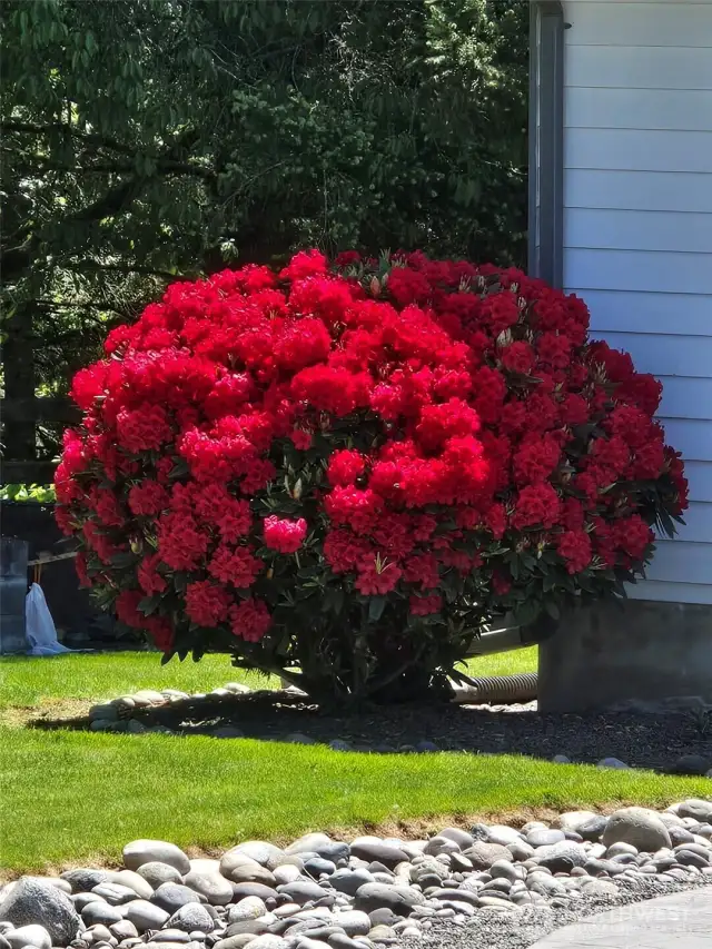 Rhododendron while fully in bloom is so beautiful!