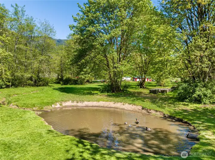 Duck pond