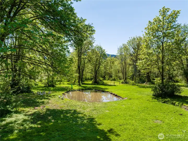 duck pond