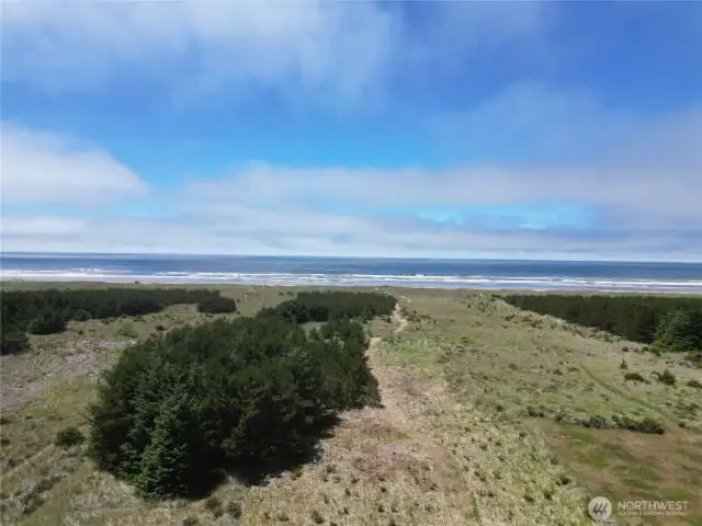 The dunes are green and lush