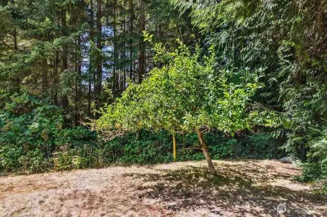 Apple tree. feel free to pick one!