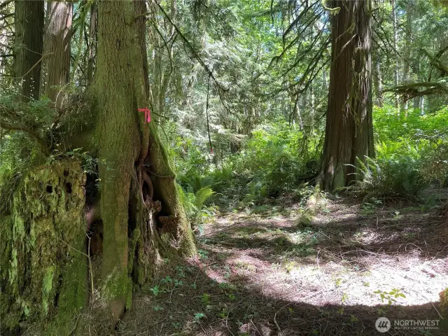 Just follow the pink ribbon and you'll be on the trail