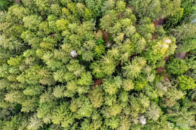 Lot 4 aerial