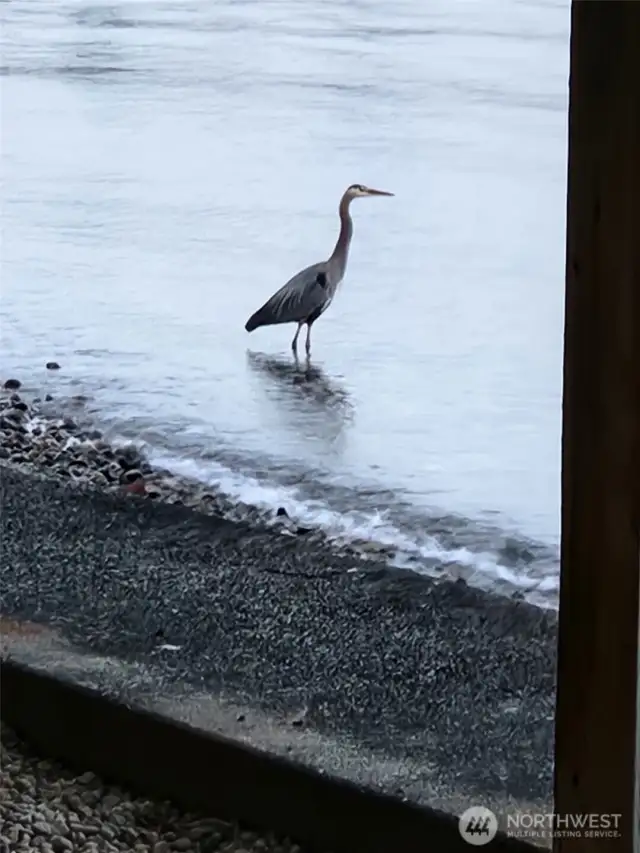 Large blue heron... nothing is quite this still and peaceful.