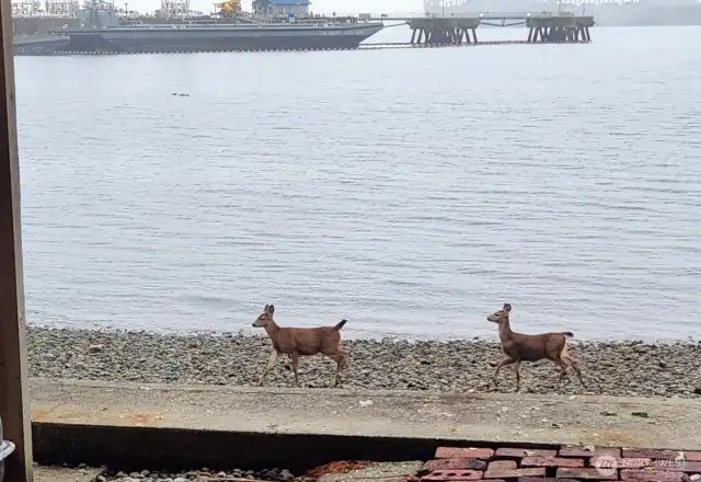 Coastal deer making their way along the shoreline!