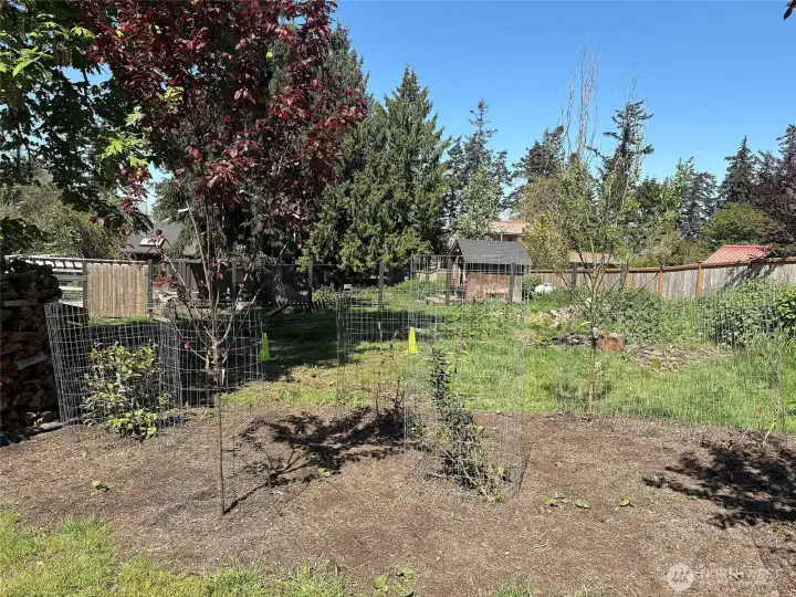 The north side of the property goes back to approximately where the green cones are.  The lot is at an angle, so gets wider at the back fence line.