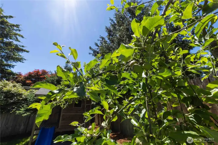 Fruit trees will be producing for you by late-summer!