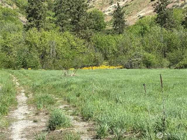 Lot and wild flowers in background
