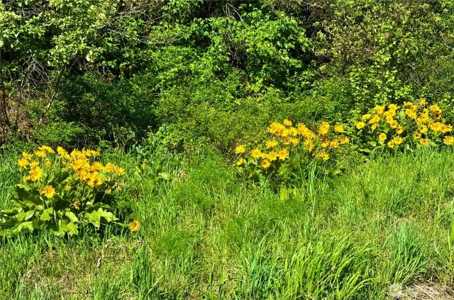 LOts of wild flowers