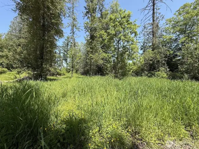 open field