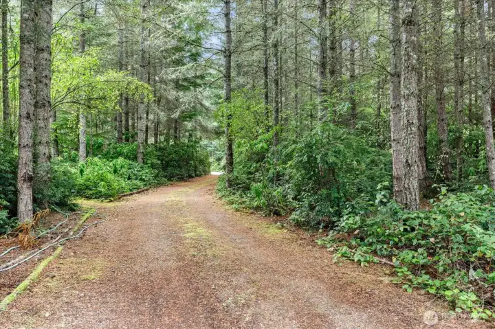 Tree-lined driveway opens up to showcase house surrounded by woods.
