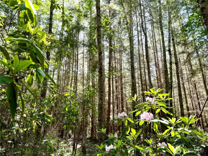 Enjoy carving trails through the dappled woods! (photo taken in spring)
