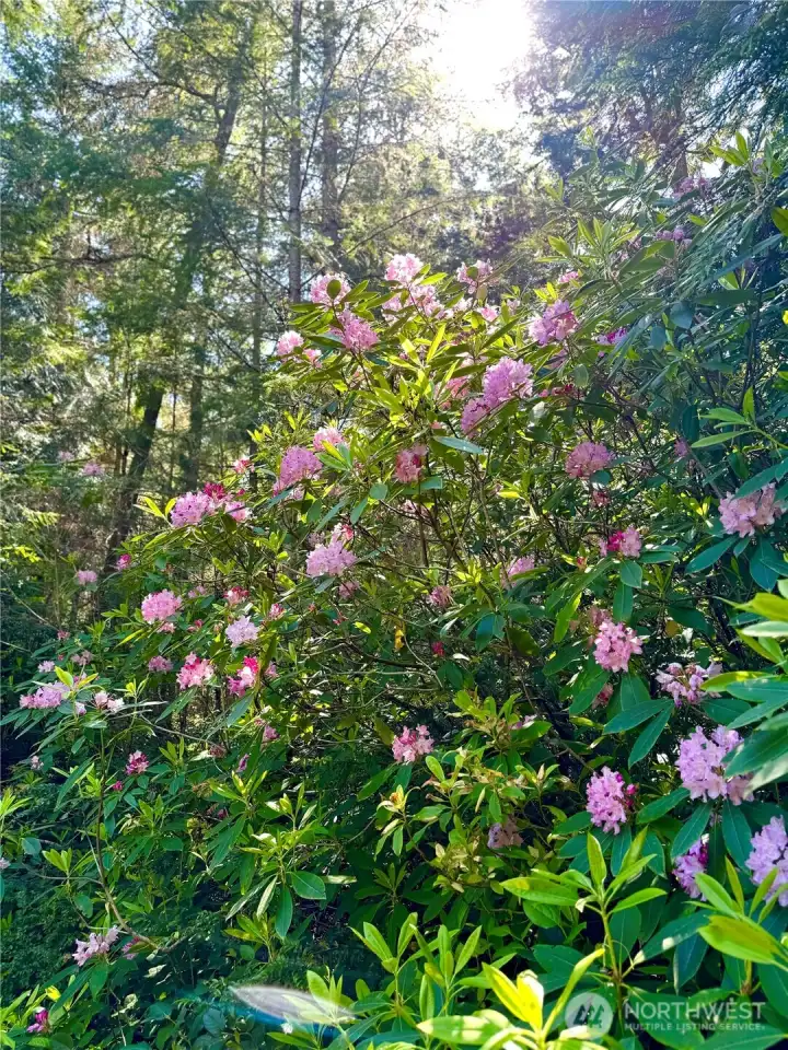 Woods are full of Spring-blooming Rhodedendrons. (photo taken in spring)