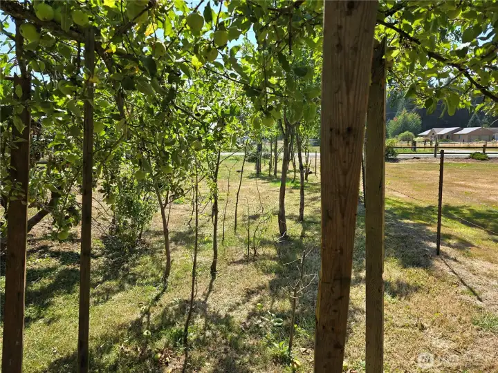Apple Trees