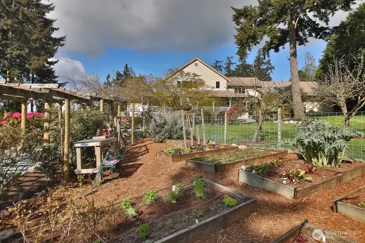 One of the vegetable gardens.