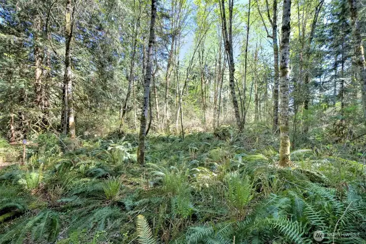 Trails throughout.