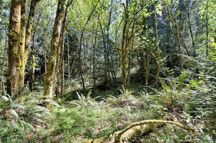 Ferns and trees.