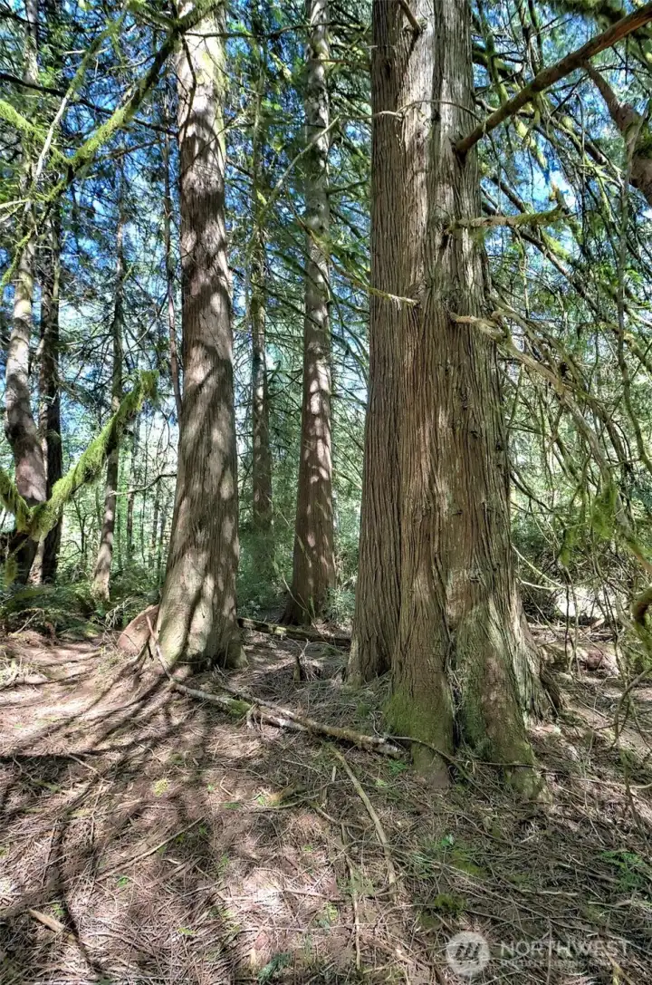 Large cedar and fir trees.
